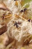 CLEMATIS MANDSHURICA