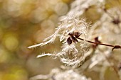 CLEMATIS MANDSHURICA