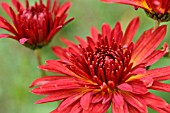 CHRYSANTHEMUM INDICUM GRANATSCHOPF