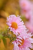 ASTER NOVAE-ANGLIAE ROSA SIEGER