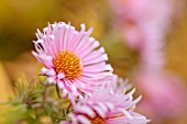 ASTER NOVAE-ANGLIAE ROSA SIEGER