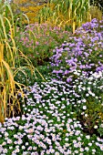 ASTER DUMOSUS SILBERTEPPICH AND ASTER NOVI-BELGII PORZELLAN, ASTER NOVI-BELGII DAUERBLAU