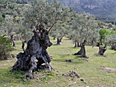 OLEA EUROPAEA, OLIVE TREE