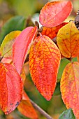 VIBURNUM X BURKWOODII