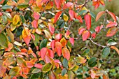 VIBURNUM X BURKWOODII