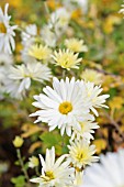 CHRYSANTHEMUM INDICUM WEISSER RIESE