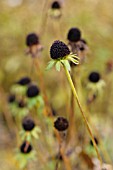 RUDBECKIA FULGIDA VAR. DEAMII