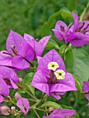 BOUGAINVILLEA GLABRA CHOISY