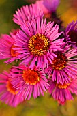 ASTER NOVAE-ANGLIAE RUBINSCHATZ