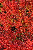 BERBERIS THUNBERGII ATROPURPUREA