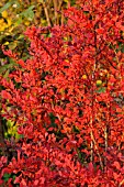 BERBERIS THUNBERGII ATROPURPUREA