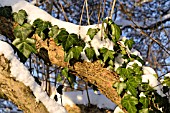 HEDERA HELIX