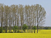 BRASSICA NAPUS SUBSP. OLEIFERA, RAPE