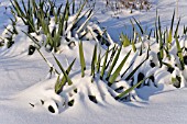 YUCCA FILAMENTOSA