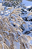 MISCANTHUS SINENSIS