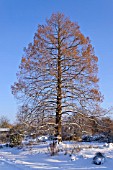 TAXODIUM DISTICHUM