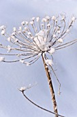 HERACLEUM