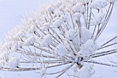 HERACLEUM ANTASIATICUM