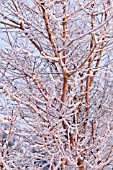 CORNUS SANGUINEA MIDWINTER FIRE