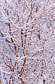 CORNUS SANGUINEA MIDWINTER FIRE