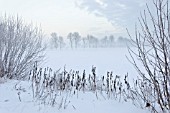 WINTER LANDSCAPE AT DUSK