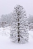 CARPINUS BETULUS