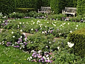 TULIPS, BRITZER GARTEN, BERLIN, GERMANY