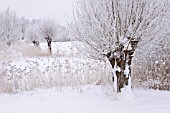 SALIX AND PHRAGMITES AUSTRALIS AT A WINTRY POND