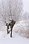 SALIX AND PHRAGMITES AUSTRALIS AT A WINTRY POND