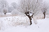 SALIX AND PHRAGMITES AUSTRALIS AT A WINTRY POND