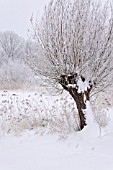 SALIX AND PHRAGMITES AUSTRALIS AT A WINTRY POND