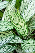 AGLAONEMA NITIDUM SILVER KING