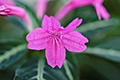 RUELLIA PORTELLAE