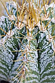 ASTROPHYTUM ORNATUM