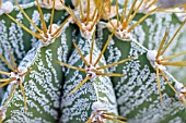 ASTROPHYTUM ORNATUM