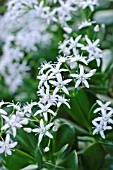 CRASSULA ARBORESCENS