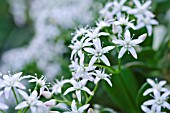 CRASSULA ARBORESCENS