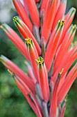 ALOE SUPRAFOLIATA