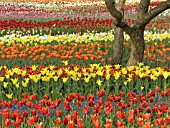 ROWS OF TULIPS, BRITZER GARTEN, BERLIN, GERMANY