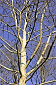 PLATANUS ORIENTALIS