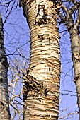 BETULA MAXIMOWICZIANA