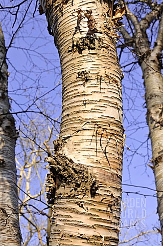 BETULA_MAXIMOWICZIANA