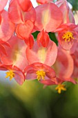 BEGONIA CORALLINA PRESIDENT CARNOT