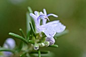 ROSMARINUS OFFICINALIS