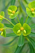 EUPHORBIA DENDROIDES