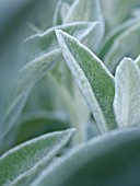 STACHYS BYZANTINA