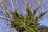 BETULA AND HEDERA HELIX