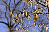 CORYLUS AVELLANA