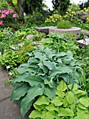 HOSTAS, PLANTAIN LILY, KARL-FOERSTER-GARTEN, POTSDAM, GERMANY