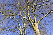 PLATANUS X HISPANICA